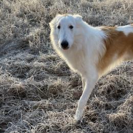 Collies and Pomeranians from Shakhor Ohr Collies and Pomeranians