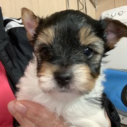 Boy 2 1100 - Parti male Yorkshire Terrier puppy in Douglas, Georgia from Southern Georgia Yorkies and biewers