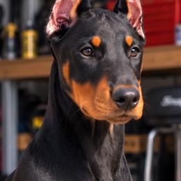 DORA - Black and rust female Doberman Pinscher puppy in Columbia, Maryland from Storm Cloud Doberman