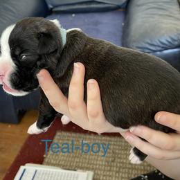 Boxer Puppies from Boxers Von Drachenburg