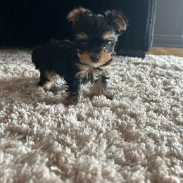 BENTLEY - Black and gold male Yorkshire Terrier puppy in Los Angeles, California from WESTWAY Yorkies