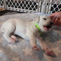 Casper - White male Poodle puppy in Aurora, Colorado from Simply Amazing Doodles