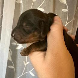Robins egg - Red male Dachshund puppy in Wolf Lake, Indiana from Canisteo Dachshunds