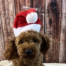 Cavapoo puppies from Shaffer Top Notch Puppies