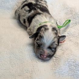 Green collar - Blue merle male Australian Shepherd puppy in Coulee City, Washington from Mr and Mrs Doodle Farm