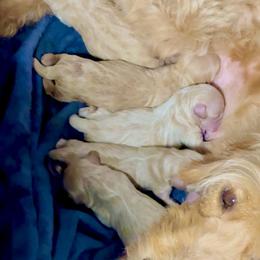 Crab - Red  male Goldendoodle puppy in Haltom City, Texas from Ohana Doodles