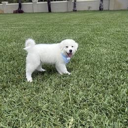 Great Pyrenees Puppies from Outlaw Acres Farm & Kennels