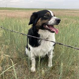 Peppermill - Australian Shepherd