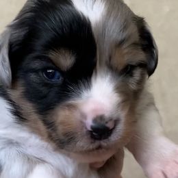 Miniature Australian Shepherd and Toy Australian Shepherd Puppies from Pawesome Lil Aussies