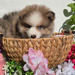 George - Merle male Pomsky puppy in Elgin, Oregon from Kenna'z Kuddly Pomskiez