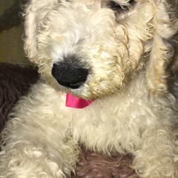 Goldendoodle Puppies from Zeusthemoosedoodles