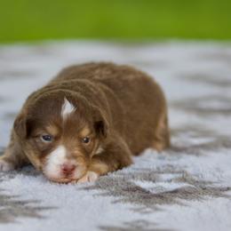 Hip hop - Red tri-color male Miniature American Shepherd puppy in Stephenville, Texas from Diamond H Aussies