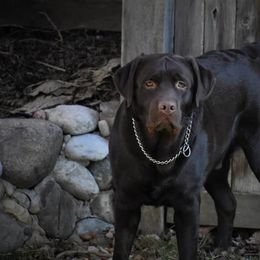 Labrador Retriever Puppies from Showtime Labradors