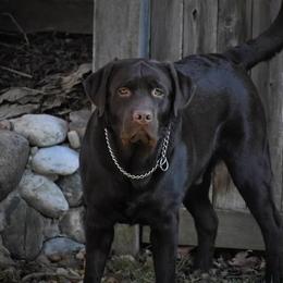 Labrador Retriever Puppies from Showtime Labradors