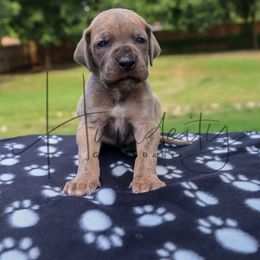 Onyx - Blue brindle male Great Dane puppy in Denison, Texas from Hundeity Great Danes