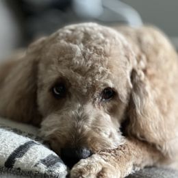 Nash - Goldendoodle