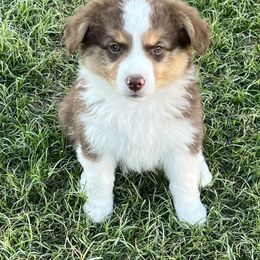 Girl 2 - Red tri-color Miniature American Shepherd puppy in Texas from Epic Miniature American Shepherds