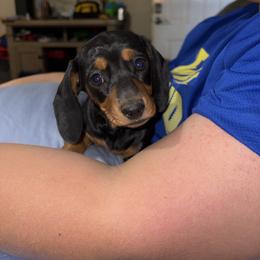 Eclair - Black and tan female Dachshund puppy in Lubbock, Texas from It’s a Hot Mess