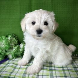 Daphne (purple collar) - White female Miniature Schnauzer puppy in Placerville, California from Rpuppies
