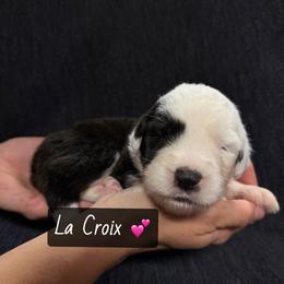 La Croix - Gray and white female Old English Sheepdog puppy in Bristol, Indiana from Ridgeruns OES