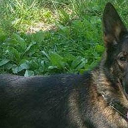 German Shepherds from Jacqulyn Taylor