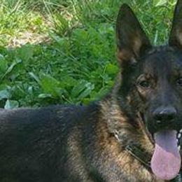 German Shepherds from Jacqulyn Taylor