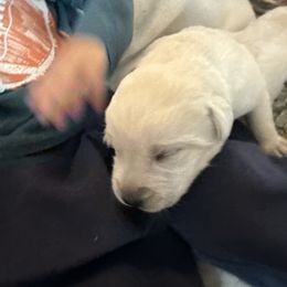 First pick male - RESERVED - Yellow male Labrador Retriever puppy in Isanti, Minnesota from Four Corners Family Labs