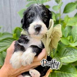 Daffy - Black and white male Sheepadoodle puppy in Cambridge, Ohio from Sweet Creek Pups
