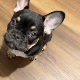 French Bulldog Puppies from Mata’s puppies