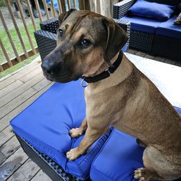 Catahoula Leopard Dog Puppies from Bons Temps Catahoulas