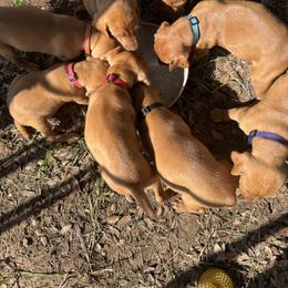 Vizsla Puppies from Mariposa Vizslas