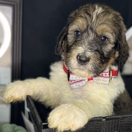 Caramel & Cream in My Espresso - Goldendoodle puppy in Charlotte, North Carolina from Ben and Jerry Doodles