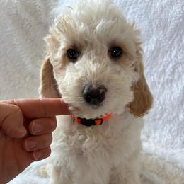 Doc - Red and white male Cockapoo puppy in Adrian, Oregon from ApplebyFarm