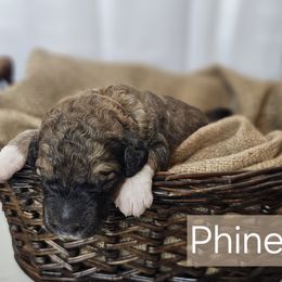 Phineas - Sable male Saint Berdoodle puppy in Battle Ground, Washington from Mad Hatter Farms Saint Berdoodles