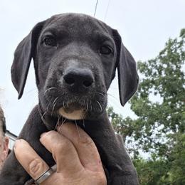 FEMALE BLACK - Black female Great Dane puppy in Hickman, Kentucky from Tidal Wave Danes