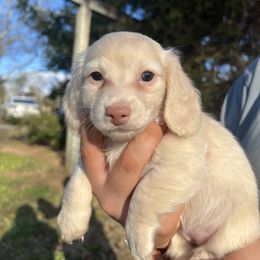 Dachshund Puppies from Cambria’s Southern Paws