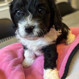 Luna - Black and white female Cavapoo puppy in Buda, Texas from Haus of Doodles