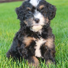 Emma - Tri-color Bernedoodle puppy in Apple Creek, Ohio from Arlene Hershberger