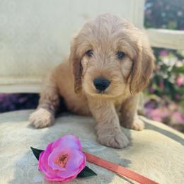 Orange collar - Red  male Goldendoodle puppy in Valdosta, Georgia from Fifth Day Farm