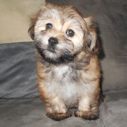 Havanese Puppies from Court Jester Havanese