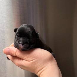 Java - Black female French Bulldog puppy in Coatesville, Pennsylvania from The Chipper Frenchie