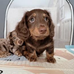 Dachshund Puppies from Dachshundly Perfect