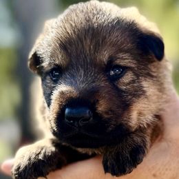 Tang - Sable male German Shepherd puppy in Sonora, California from Elite Haus K9