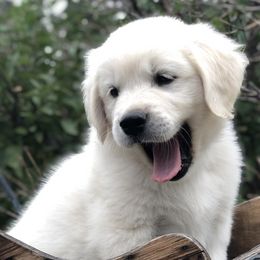 Golden Retrievers from Snowy Goldens LLC