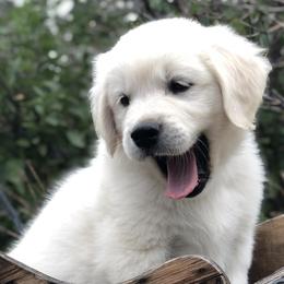 Golden Retrievers from Snowy Goldens LLC