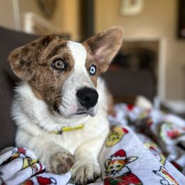 Grimm - Cardigan Welsh Corgi