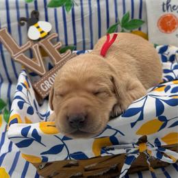 Red - Yellow male Labrador Retriever puppy in Heath Springs, South Carolina from Rich Hill Retrievers