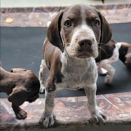 Goose - Liver roan male German Shorthaired Pointer puppy in Banning, California from ⭐🦆 So Cal on Point GSP'S🇺🇲🇩🇪 lg