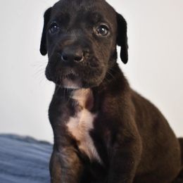 Sausage - Black male Great Dane puppy in Salem, Oregon from Gigantes de Cervantes