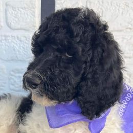 Goldendoodle and Poodle Puppies from Elizabeth Rocha's Doodles